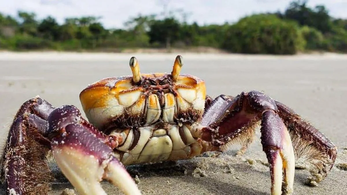 Estudo monitora reprodução do caranguejo-uçá para avaliar período de defeso no Amapá