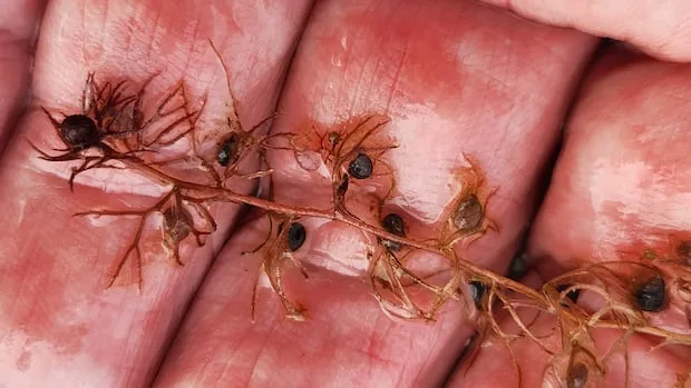 Bug-eating plant found near Iqaluit, far north of usual habitat