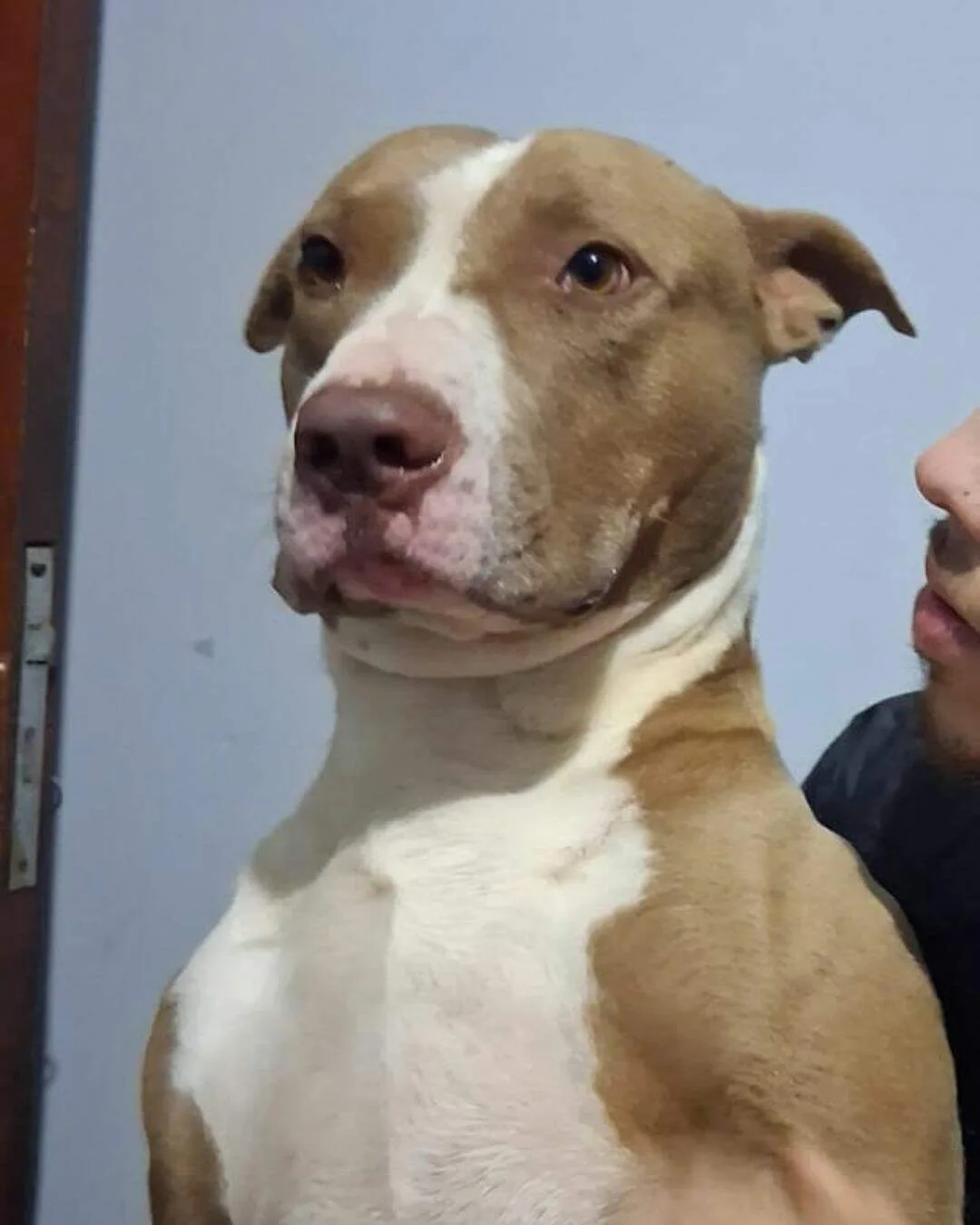 Pit bull desaparece após temporal e tutora faz apelo por ajuda em Campo Grande