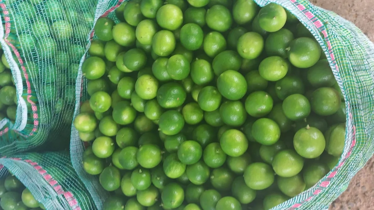 Precio del limón podría subir por efectos del fenómeno El Niño