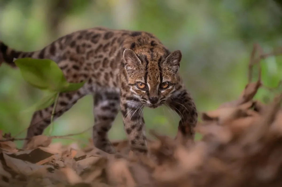 Nova espécie de gato selvagem é descoberta próximo ao Brasil