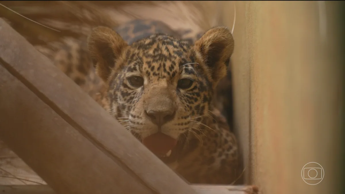 Número de animais selvagens resgatados pelos centros do Ibama aumenta quase 30% em 2026