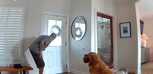 Cachorro chama ladrão para brincar durante assalto a casa em San Diego, EUA
