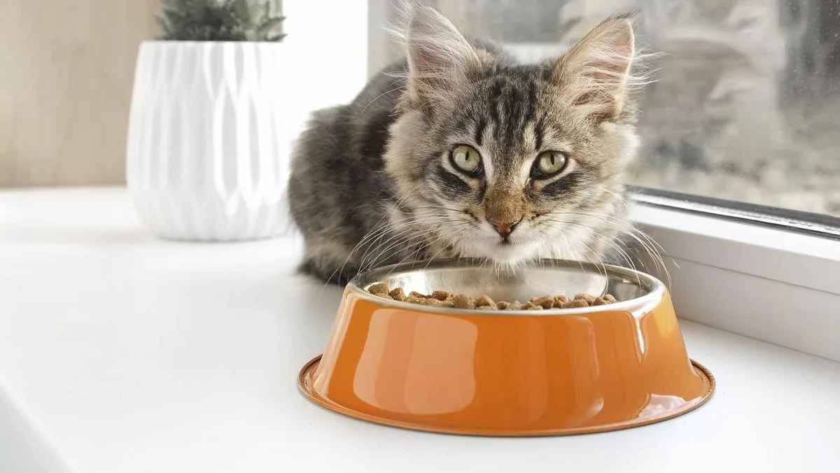 Los veterinarios coinciden: "Las personas que dan a su gato comida húmeda de una lata lo ponen en peligro por esta razón"