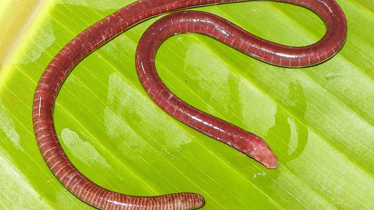 New species of legless amphibian discovered from Maharashrtra