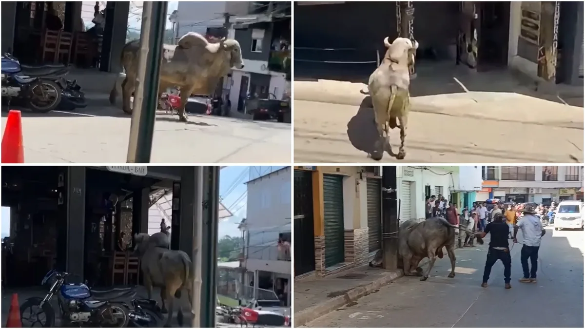Toro suelto causó pánico en las calles del municipio de Remedios, en Antioquia: todo quedó en video