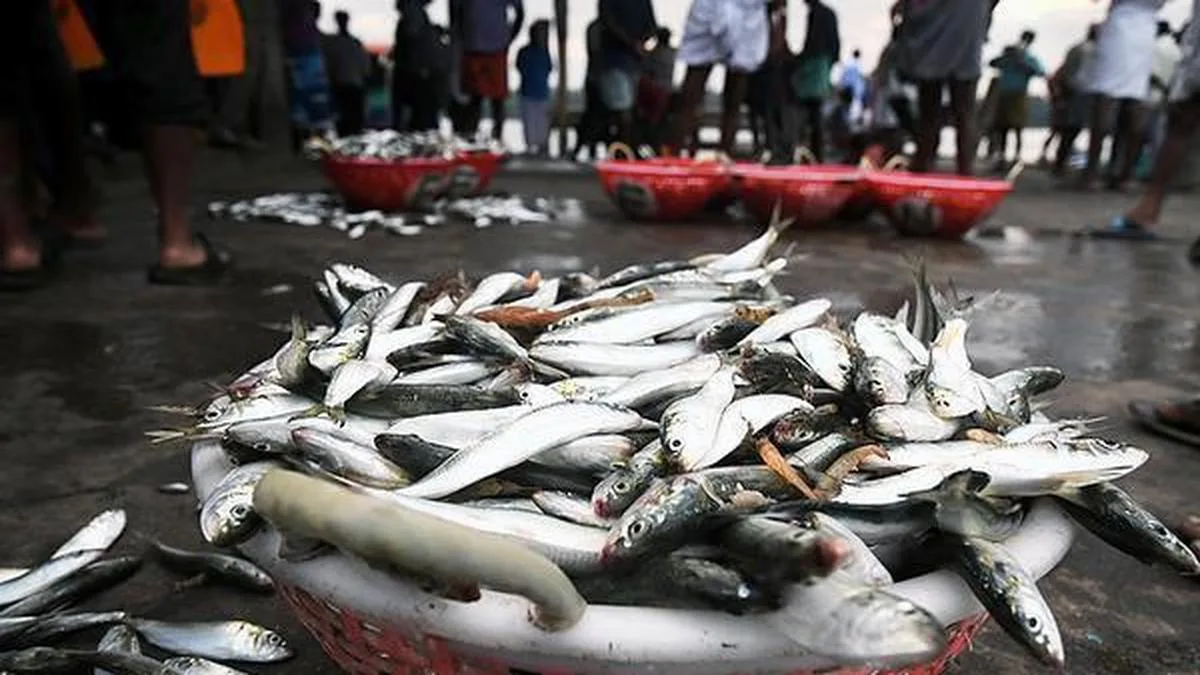 Alleged sale of spoiled fish: authorities to intensify scrutiny of fish markets in Kozhikode