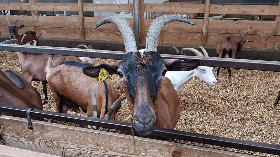 Sécheresse : les producteurs de Picodon demandent une dérogation pour se fournir en fourrage à l'extérieur de l'AOP