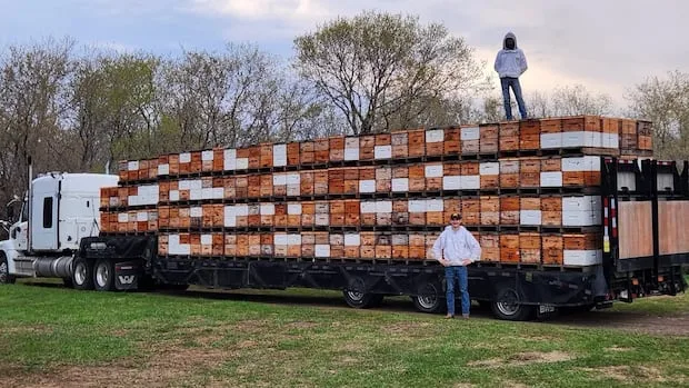 'Effectively, we're out of business': U.S. tariffs cut Manitoba honey farm off from vast majority of customers