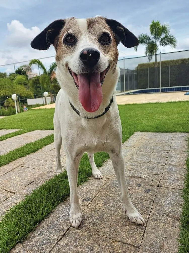 Programa de longevidade canina mostra primeiros resultados no Brasil