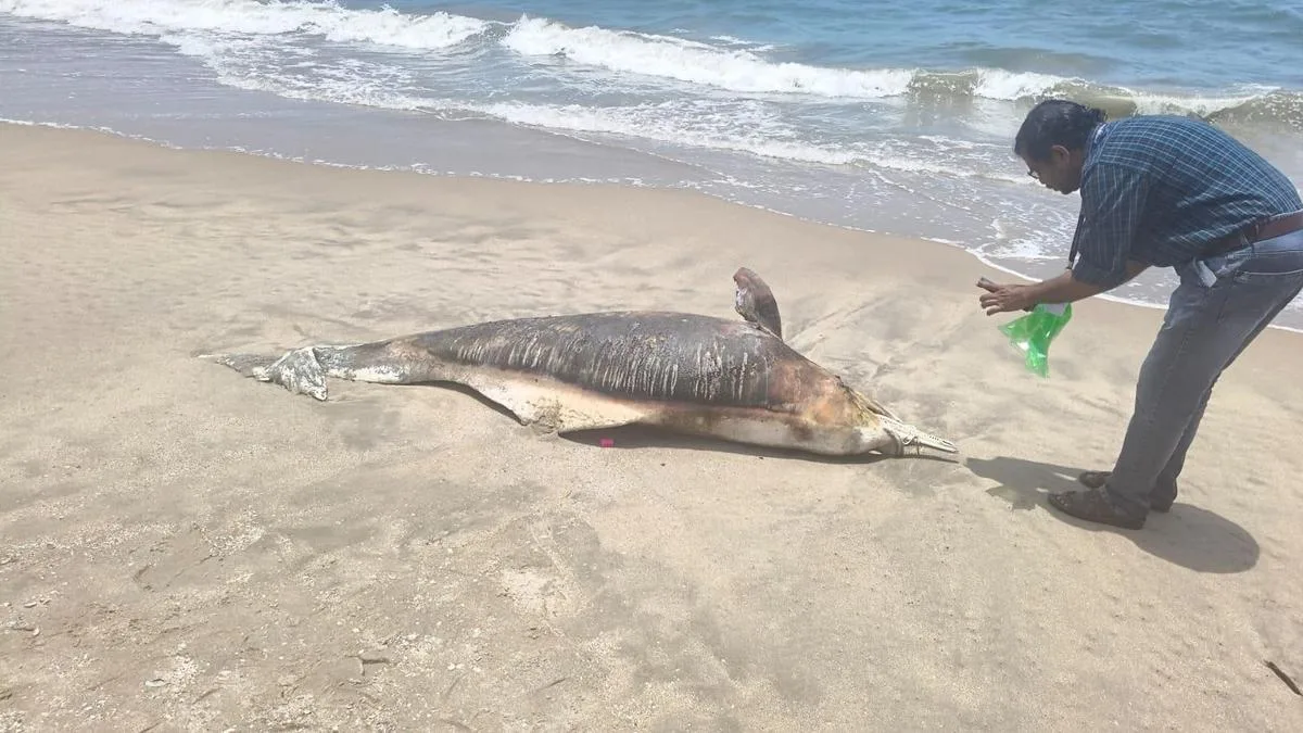 Ghost net kills another humpback dolphin on Kozhikode coast