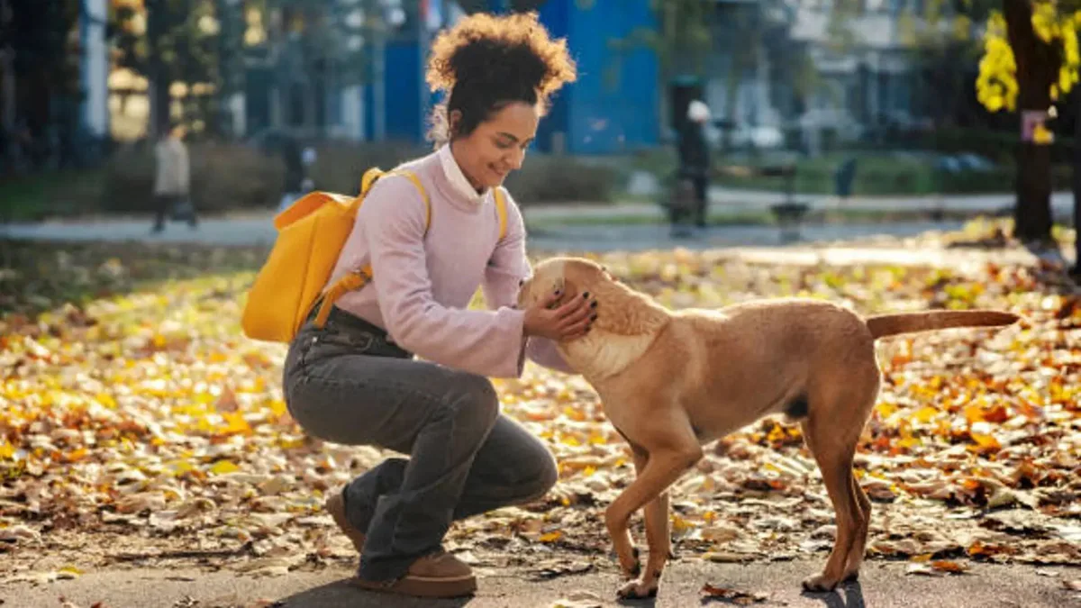 El Gobierno lanzó un nuevo curso gratuito para ser domesticador de perros: quiénes pueden participar