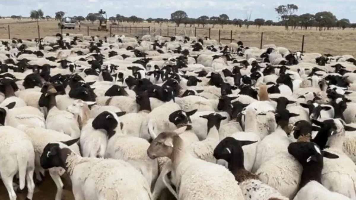 Thousands of sheep worth $1.7m stolen from property near Blackall, Queensland