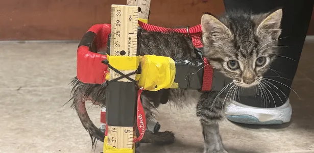 Gatinho volta a se movimentar com cadeira de rodas feita de Hot Wheels