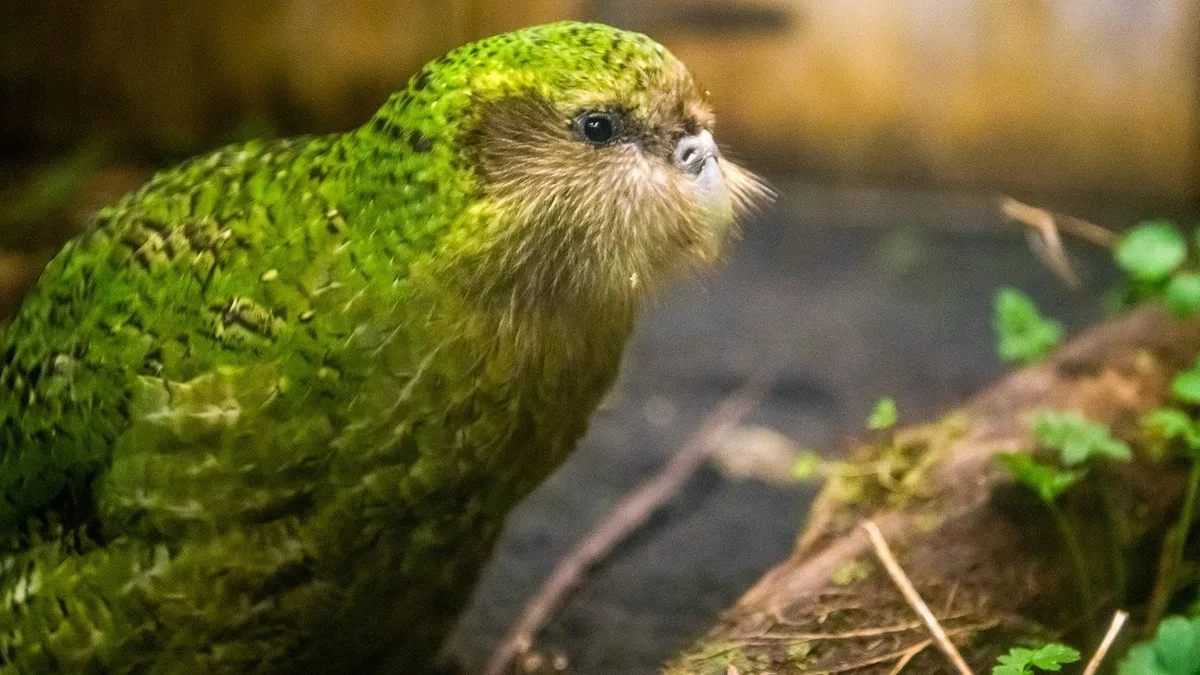 Kakapo: War fast ausgestorben: Drollige Pummel-Papageien-Population erholt sich langsam