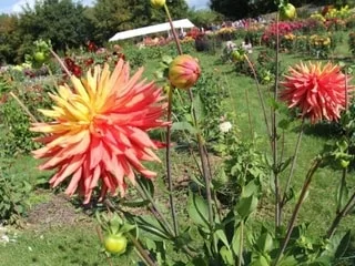 10 000 plants à découvrir à Coutances lors de ce festival consacré aux dahlias
