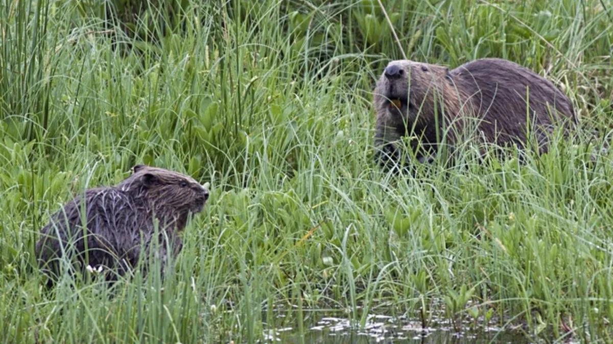Britain released two beavers into a 10-hectare forest; peak water flow fell 46.6% in 5 years