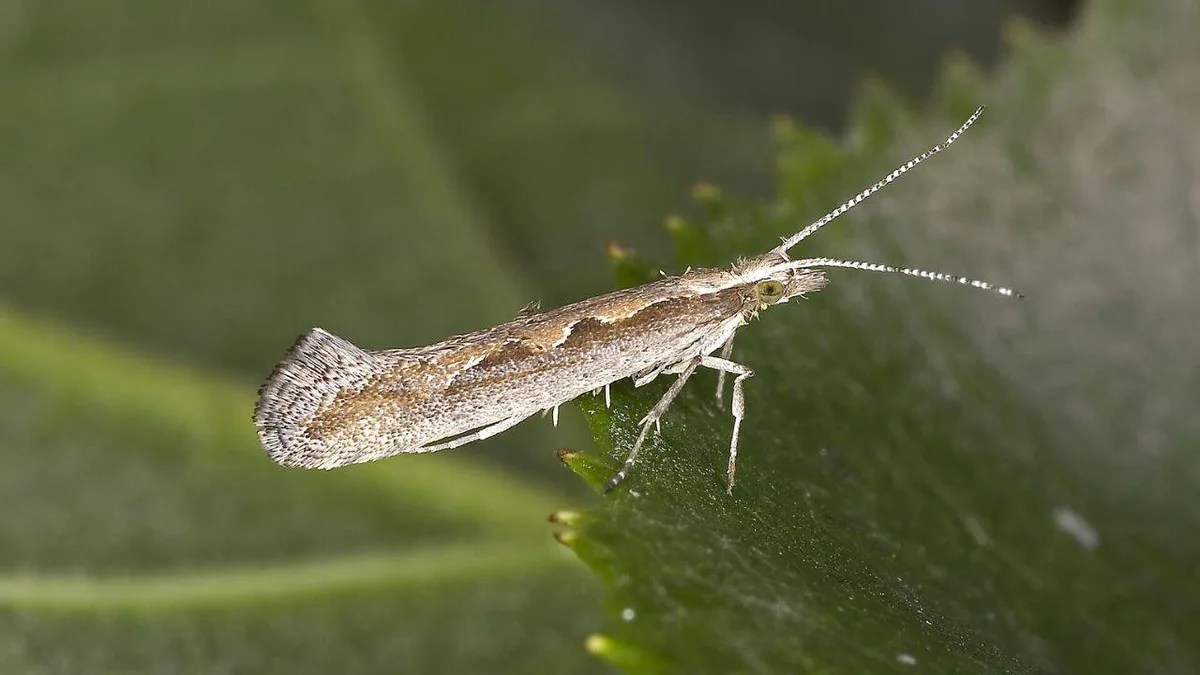 3 years of extreme heat made diamondback moths develop faster and survive better