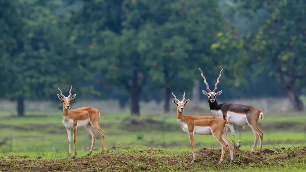 Sanctuary that lost all blackbucks 5 decades ago prepares to welcome 50 new arrivals in Chhattisgarh