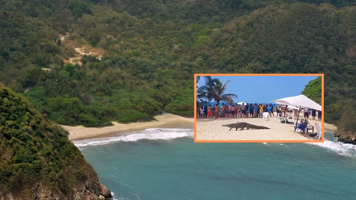 Un caimán recorrió una playa en medio de los turistas en el Parque Tayrona de Santa Marta: todo quedó video