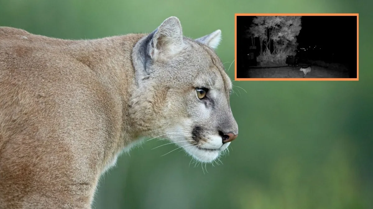 Confimaron la presencia de un puma en zona rural de La Calera, Cundinarmarca: la CAR dio recomendaciones para quienes se crucen con el felino