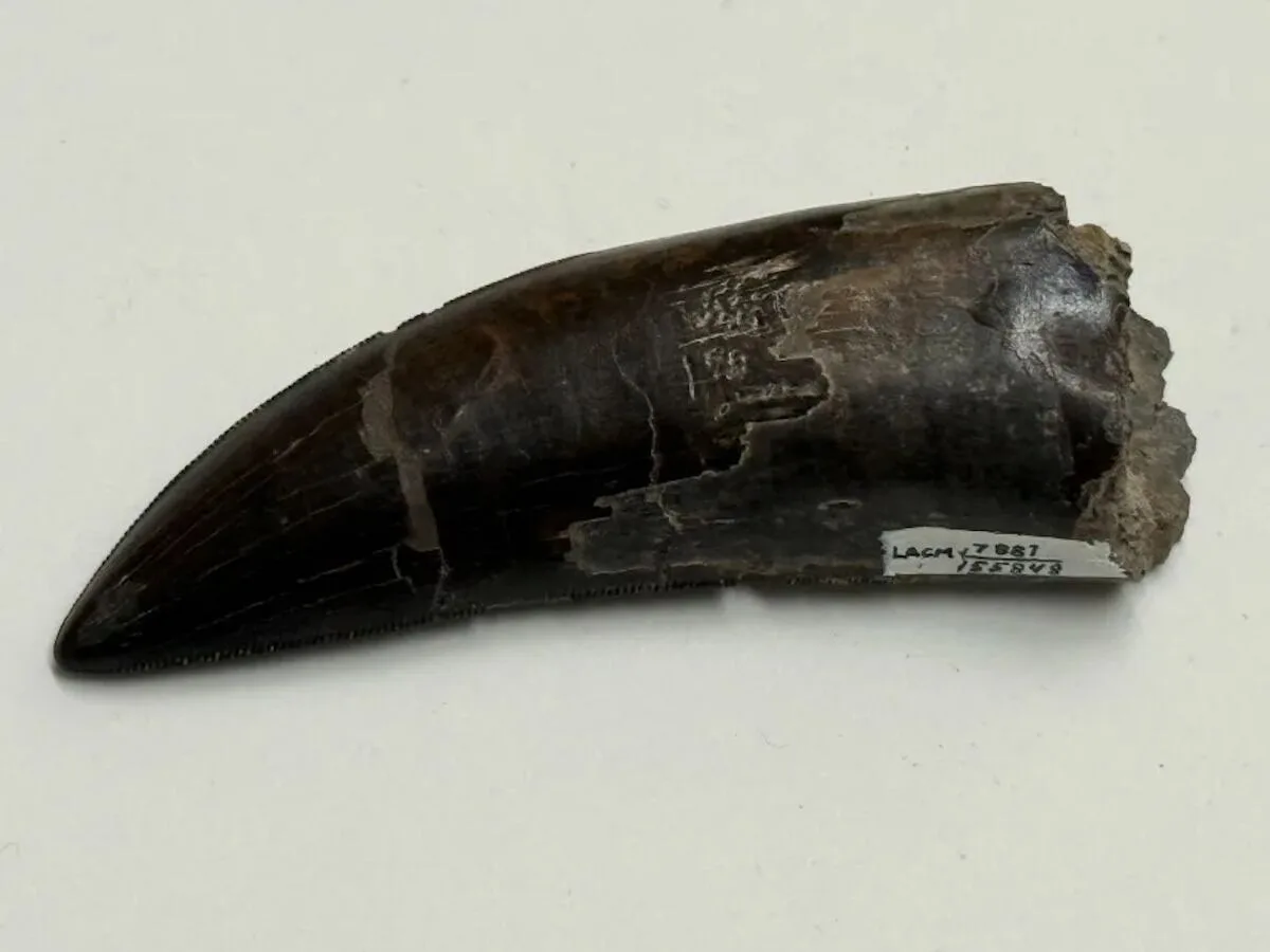 Dentes revelam que o T. rex tinha uma temperatura corporal próxima da nossa