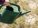 Embrace Mediterranean plants like olive trees and never water in the afternoon: Experts reveal how to keep your garden flourishing in a drought