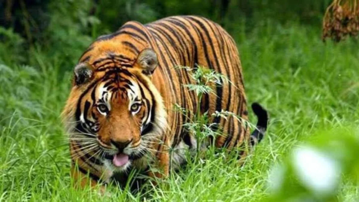 Man mauled to death after entering tiger enclosure at UK wildlife park