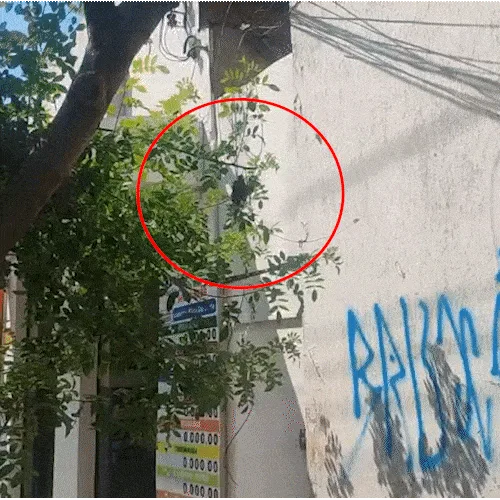 Ninho de marimbondos em árvore acende alerta no Centro; saiba o que fazer