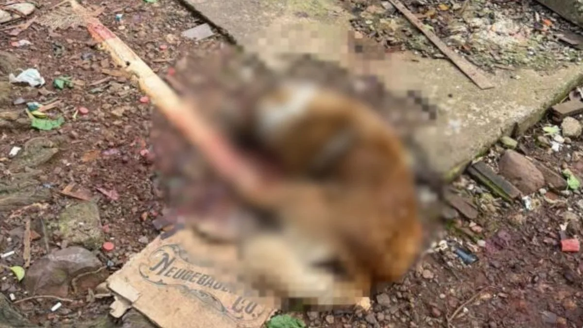 ‘Ele pagou com a vida’: cachorro é morto a golpes de machado após tutora culpar animal pela morte de cadela em SC