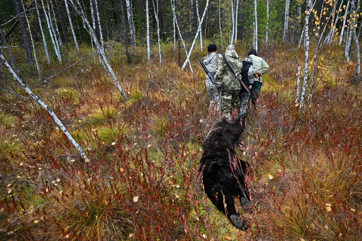 Siberian ‘man eating’ bear attack surge prompts hunters to declare open season