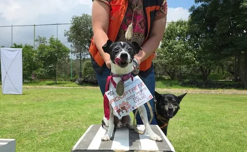 ¿Buscas adoptar un lomito? Perritos rescatados del Metro estarán en Parque Arboledas
