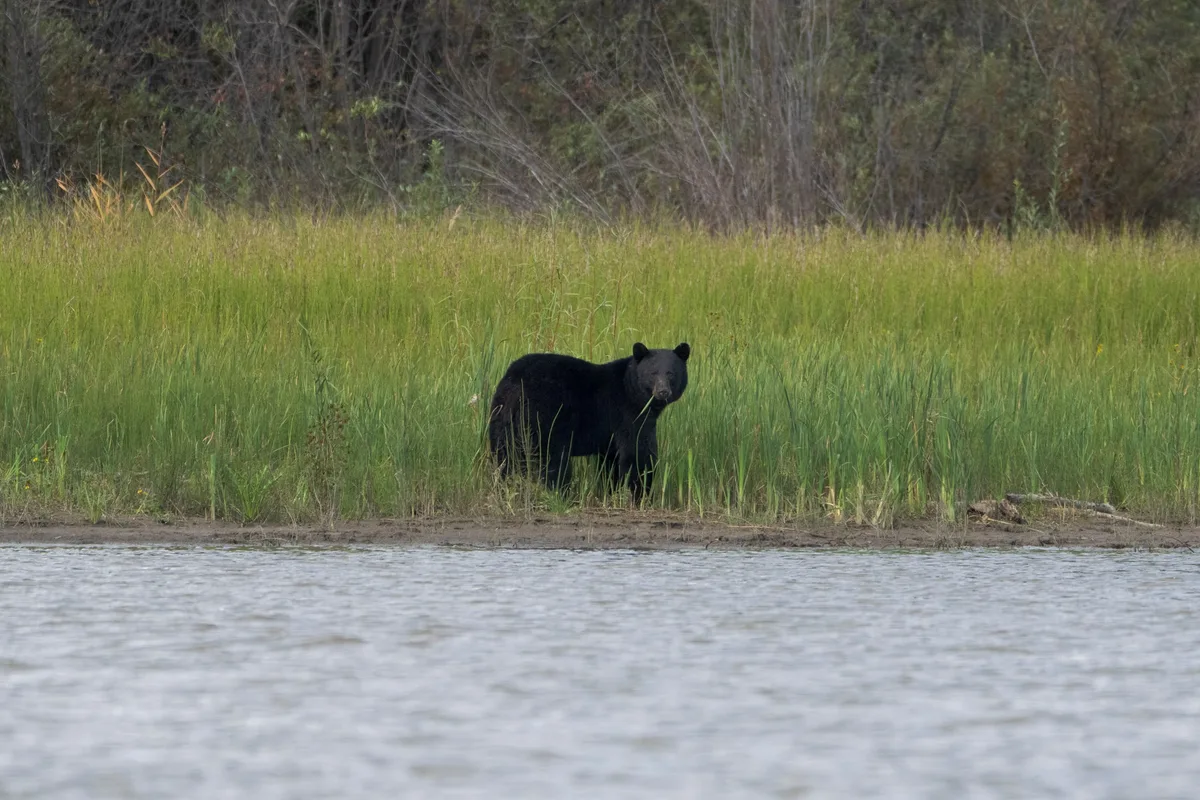 RCMP shot same bear that attacked three-year-old girl in B.C., officers confirm