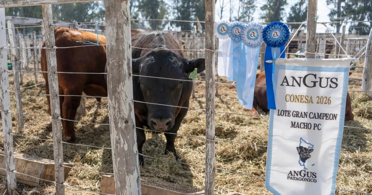 Expo Rural de Conesa: los reproductores alcanzaron valores de hasta $25 millones en el remate
