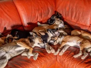 Ele diz ter encontrado o “melhor cachorro do mundo”. E quer espalhá-lo pelo planeta