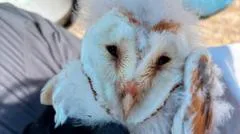 'Magical' and rare barn owl has bumper breeding season
