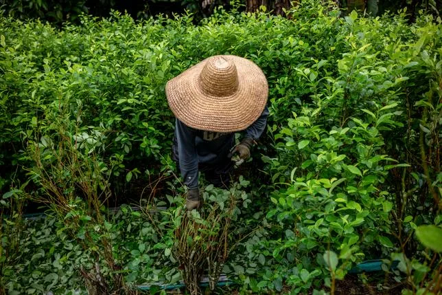 La Colombie veut relancer l’aspersion aérienne des champs de coca avec un herbicide potentiellement dangereux