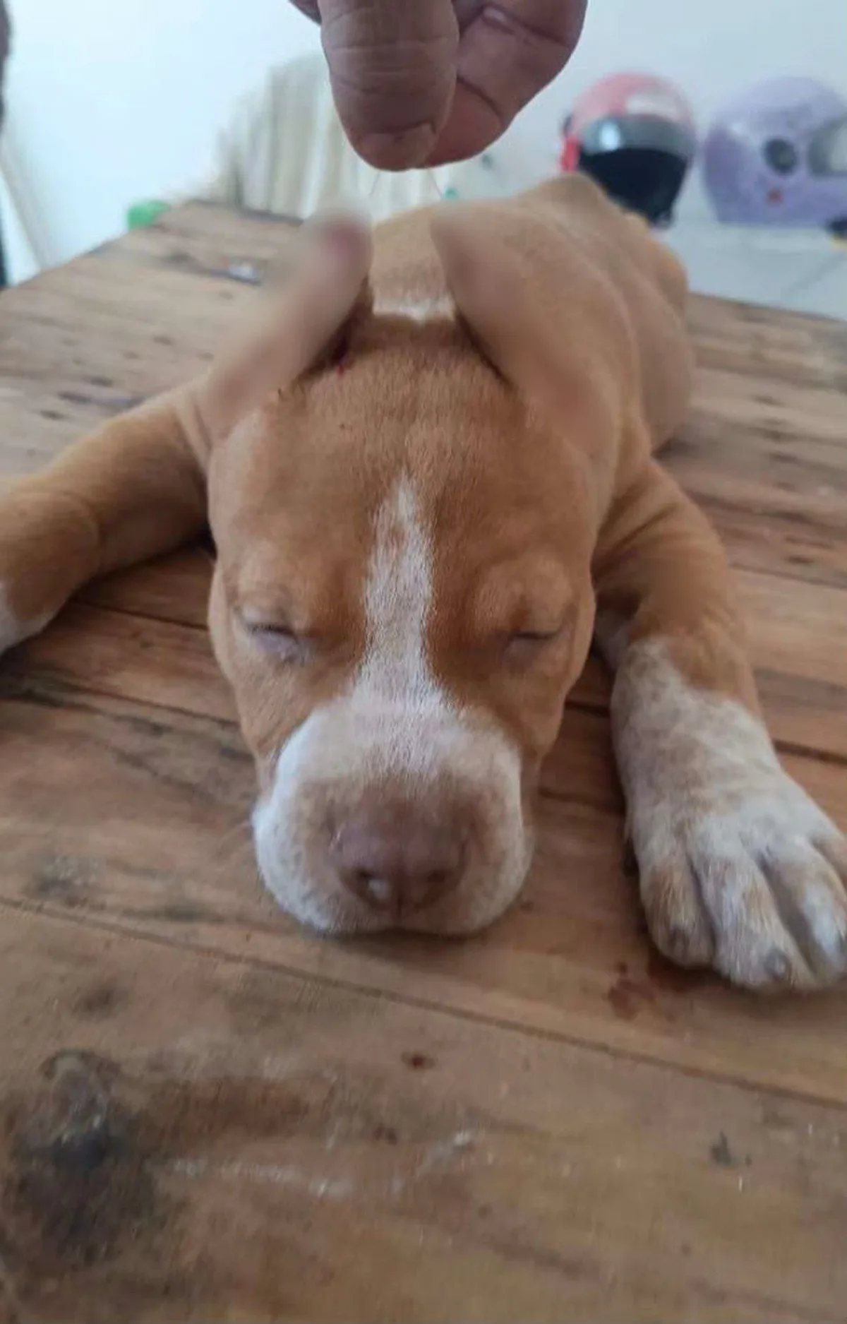Homem é indiciado em AL por anunciar corte de orelhas de animais em grupo de mensagens