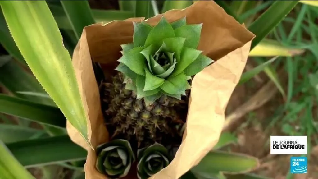 Burkina Faso : la culture de l'ananas, un fruit tropical au cœur du Sahel