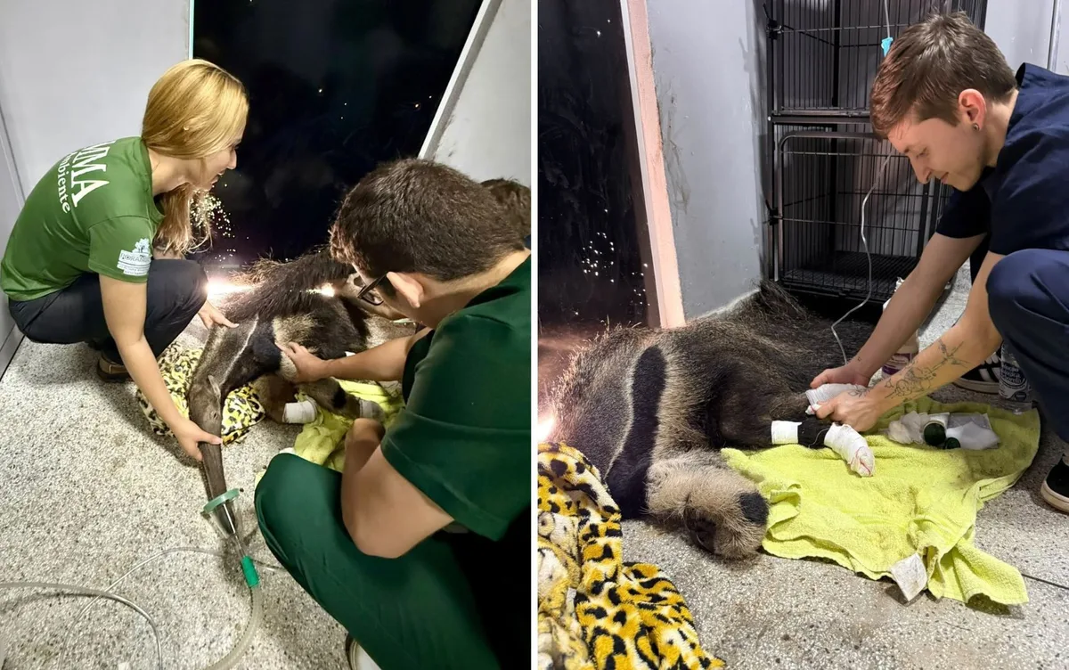 Tamanduá é resgatado com as patas queimadas durante incêndio florestal em Goiás