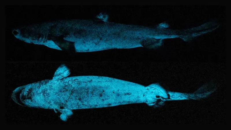 Maior tubarão luminoso do mundo usa brilho para caçar suas presas; estudo
