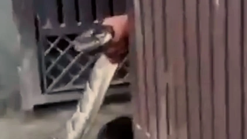 Mann stoppt Würgeschlange - Plötzlich liegt ein 2-Meter-Python im Hausflur