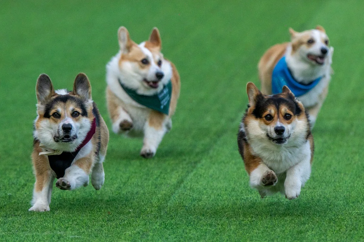 Professional dog walker with ‘too many dogs to walk’ sues for unfair dismissal