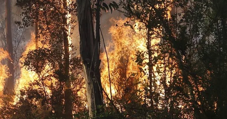 40 alunos evacuados na Trofa devido à proximidade das chamas