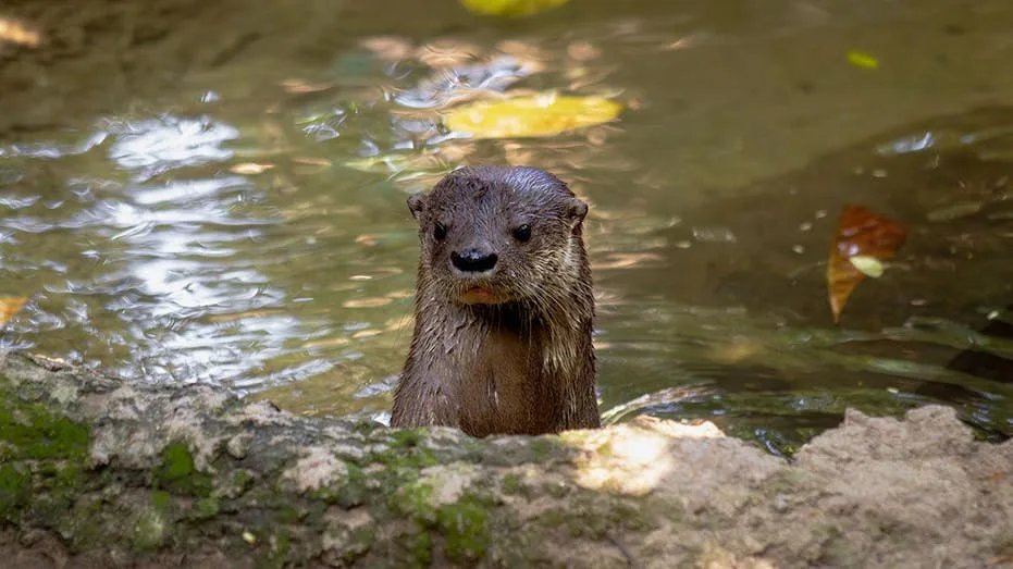 Swim instructor needed 38 stitches after being attacked by an otter while swimming in Lake Tahoe