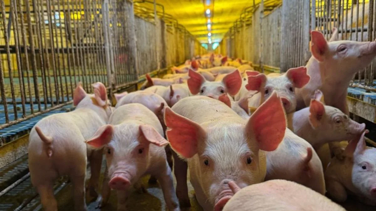 ‘Não dá para suportar’: preço do suíno cai até 44% e pressiona suinocultura em SC