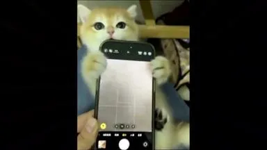 Wie aus Katzenvideos ein Kinofilm entsteht