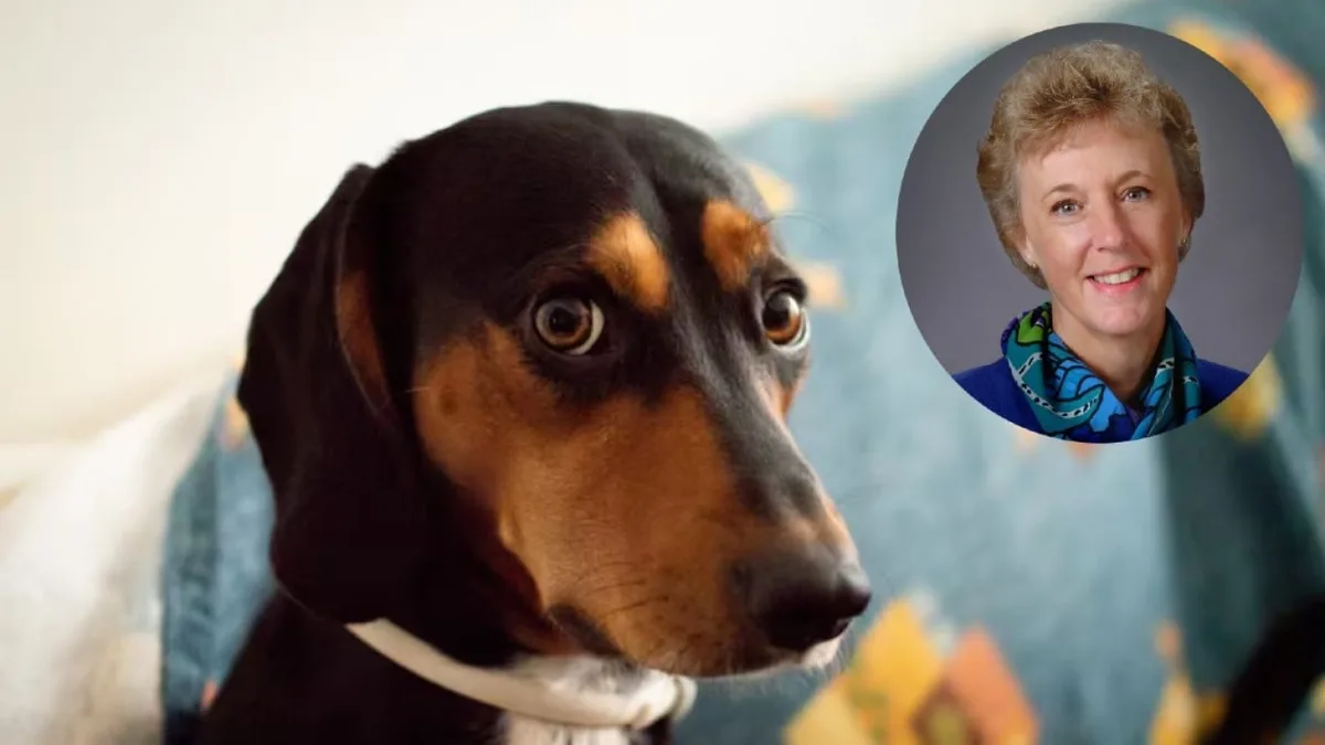 Una veterinaria es clara cuando un perro tiene miedo o ansiedad: “No hay que recompensarlo, sino mantener una actitud neutral”