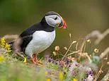 Stick a puffin in your pocket: Bank of England reveals animals to replace Churchill and other historical figures on banknotes... but why has the kingfisher missed out?
