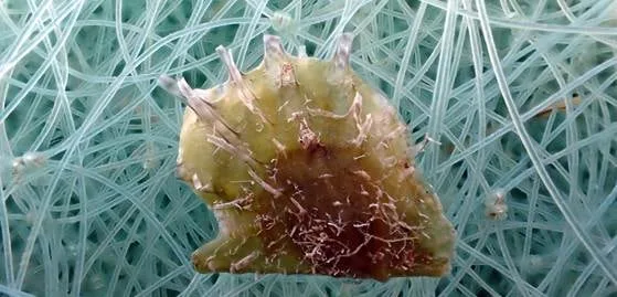 ‘Pinctada radiata’, la ostra invasora de origen tropical que se expande por el Mediterráneo occidental